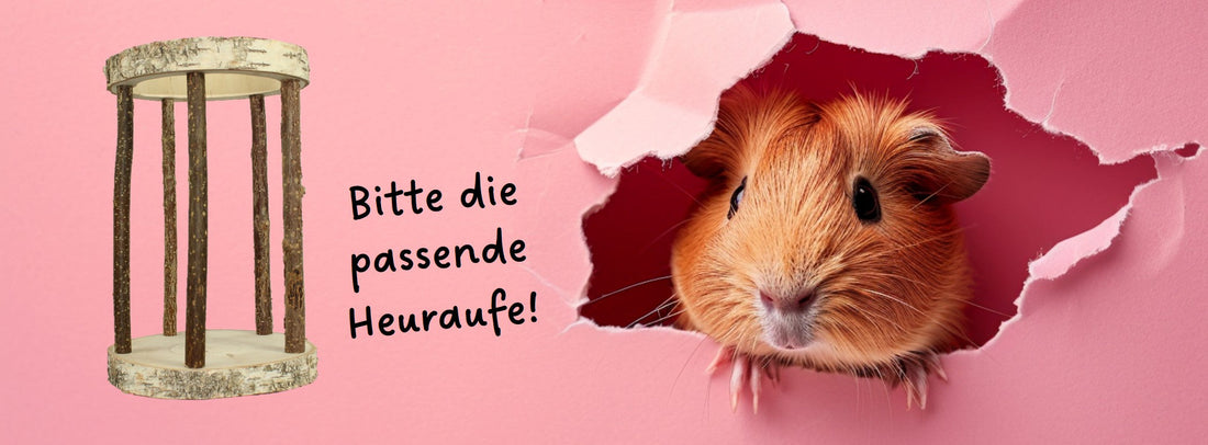 „Artgerechte Heuraufen für Meerschweinchen: Warum Gitterstäbe keine gute Idee sind“