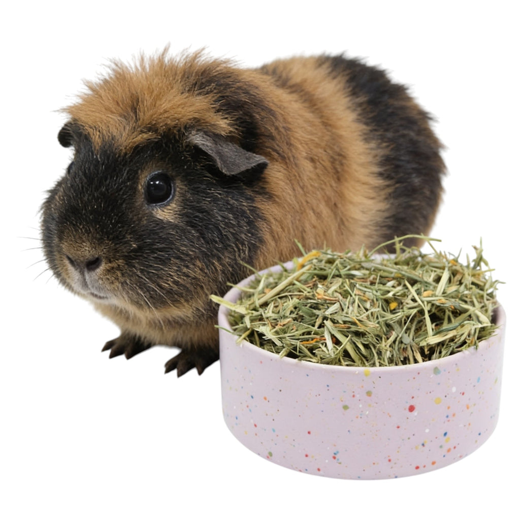 🐹 Design-Keramiknapf für Meerschweinchen – Handgefertigt in Portugal