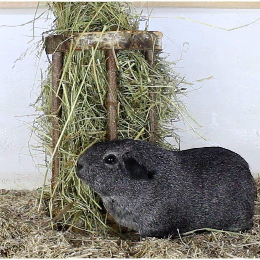 🐹 Heuraufe Easy One – Artgerechter Heugenuss ohne Gitterstress