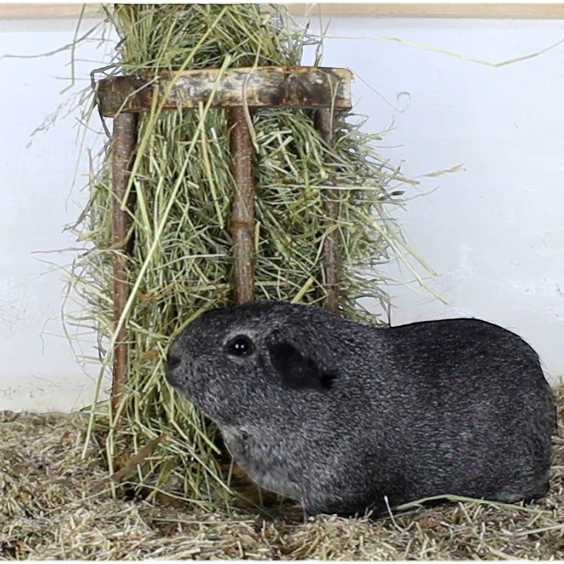 🐹 Easy One hooiruif – genieten van hooi dat geschikt is voor de soort, zonder de stress van de kooi