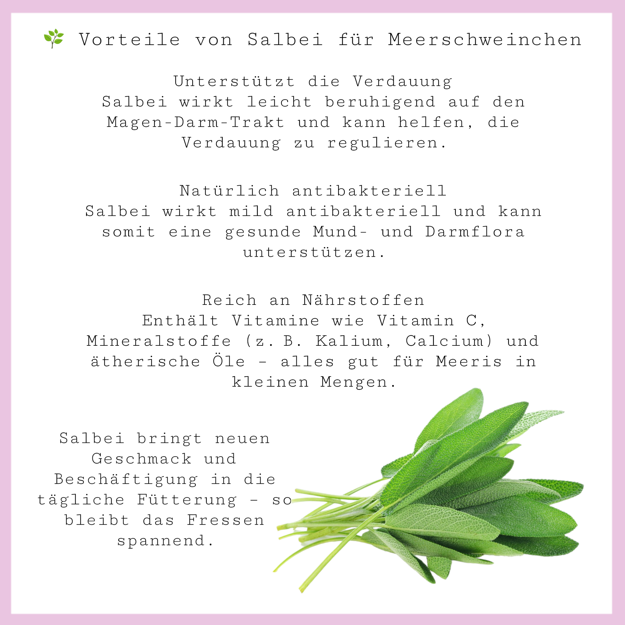 🎄 Weihnachtsheu – Salbei - für Meerschweinchen✨
