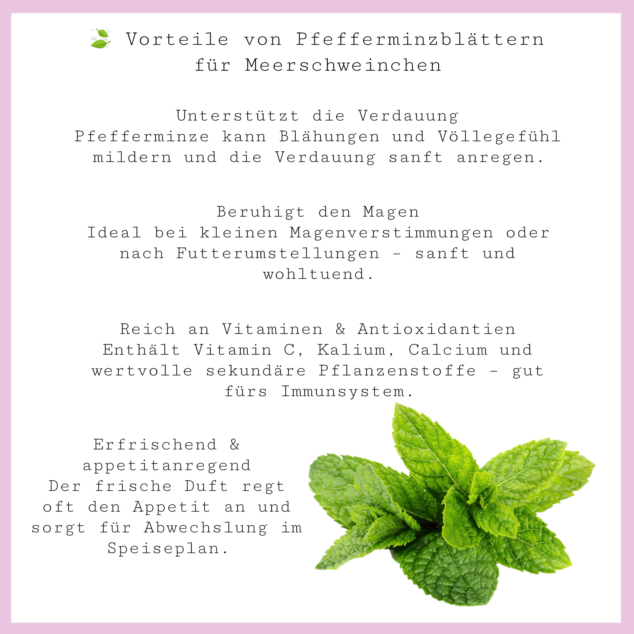 🎄 Weihnachtsheu – Pfefferminze - für Meerschweinchen